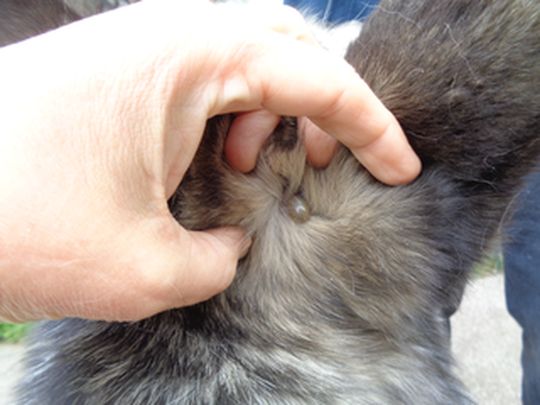 Kleszcz na skórze psa